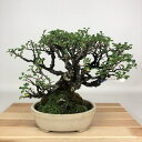 盆栽 梅 長寿梅 樹高 約20cm ちょうじゅばい チョウジュバイ バラ科 ボケ属 落葉樹 鑑賞用 観賞用 小品 現品