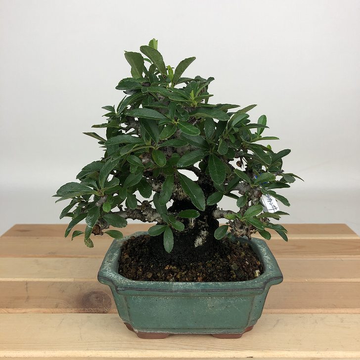 盆栽 ピラカンサ 樹高 約14cm Pyracantha 黄 黄実 バラ科 常緑樹 鑑賞用 観賞用 小品 現品