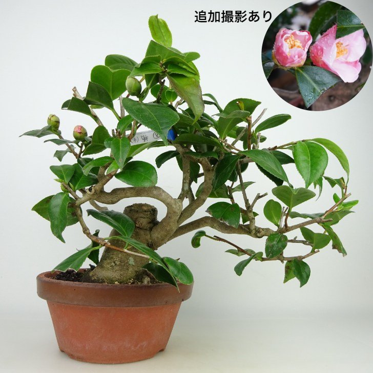 盆栽 椿 つばき Camellia japonica ツバキ 赤花 ツバキ科 常緑樹 観賞用 現品 送料無料