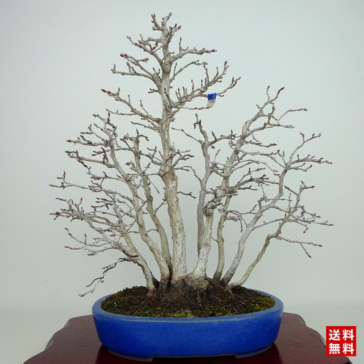 盆栽 岩四手 樹高 約27cm いわしで Carpinus turczaninovii イワシデ カ ...