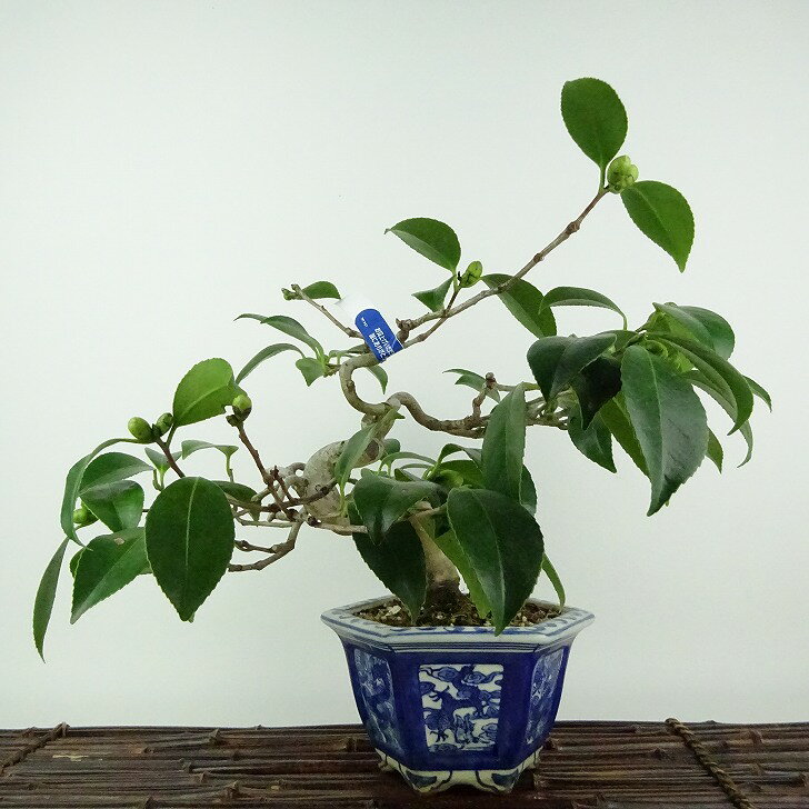 盆栽 椿 樹高 約20cm つばき Camellia japonica ツバキ ツバキ科 常緑樹 観賞用 小品 現品
