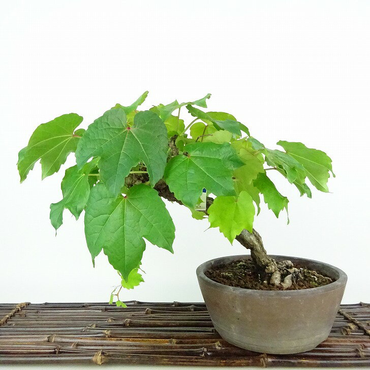 盆栽 蔦 樹高 約18cm つた Parthenocissus tricuspidata ツタ つる性 ブドウ科 ツタ属 落葉樹 庭木 観賞用 小品 現品