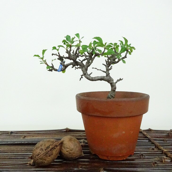 盆栽 梅 長寿梅 樹高 約8cm ちょうじゅばい Chaenomeles japonica 'Chojubai' チョウジュバイ バラ科 ボケ属 落葉樹 観賞用 小品 現品