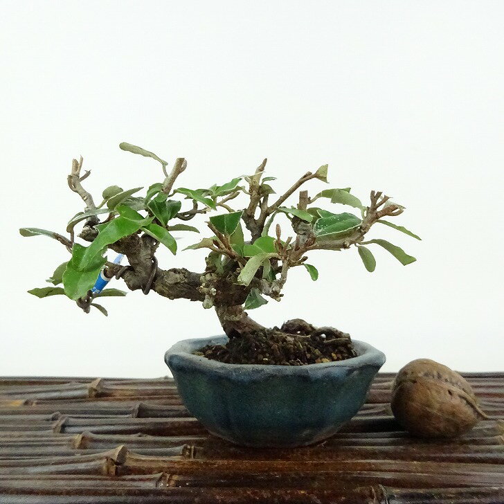 盆栽 寒茱萸 樹高 約6cm かんぐみ Elaeagnus カングミ 花物 グミ科 常緑樹 観賞用 小品 現品