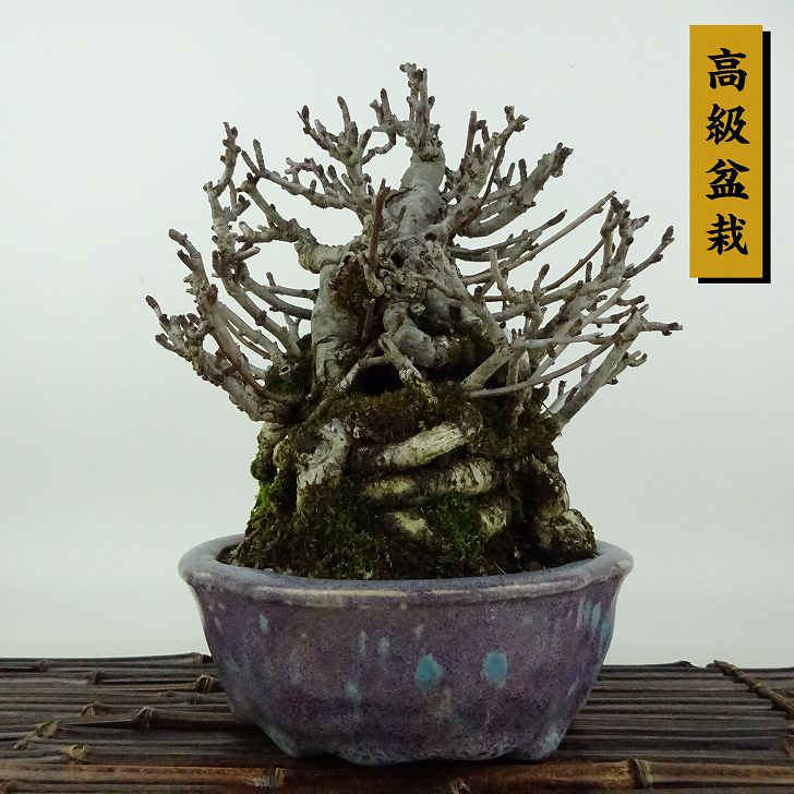 盆栽 木瓜 樹高 約20cm ぼけ 高級盆栽 Chaenomeles speciosa ボケ バラ科 ボケ属 落葉樹 観賞用 小品 現品 1