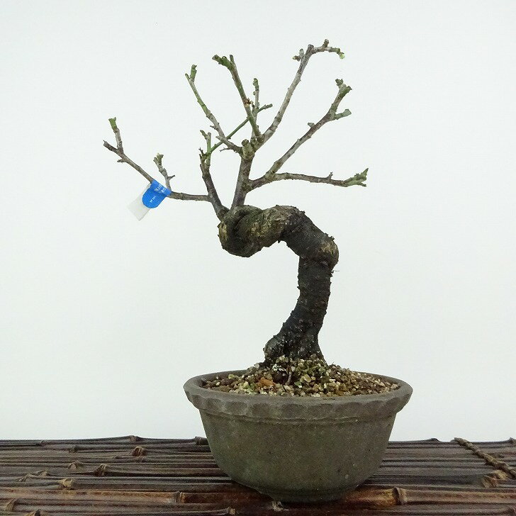盆栽 梅 甲州野梅 樹高 約22cm うめ Prunus mume ウメ 花梅 野梅 ヤバイ バラ科 ...