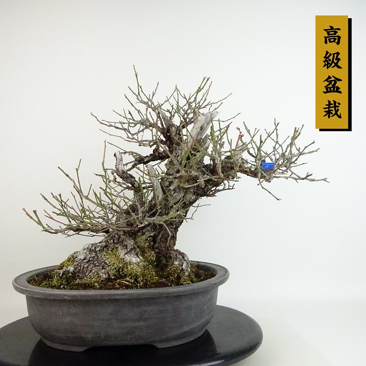 盆栽 梅 甲州野梅 樹高 約32cm うめ 高級盆栽 Prunus mume ウメ “ジン シャリ” 花梅 野梅 ヤバイ バラ科 落葉樹 観賞用 現品