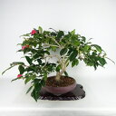 盆栽 椿 藪椿 樹高 上下 約45cm つばき Camellia japonica ツバキ 赤 赤花 一重 ツバキ科 常緑樹 観賞用 現品
