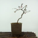 盆栽 桜 信濃桜 樹高 約18cm さくら サクラ バラ科 落葉樹 観賞用 小品 現品 送料無料