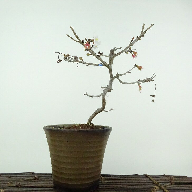 盆栽 桜 信濃桜 樹高 約17cm さくら サクラ バラ科 落葉樹 観賞用 小品 現品 送料無料