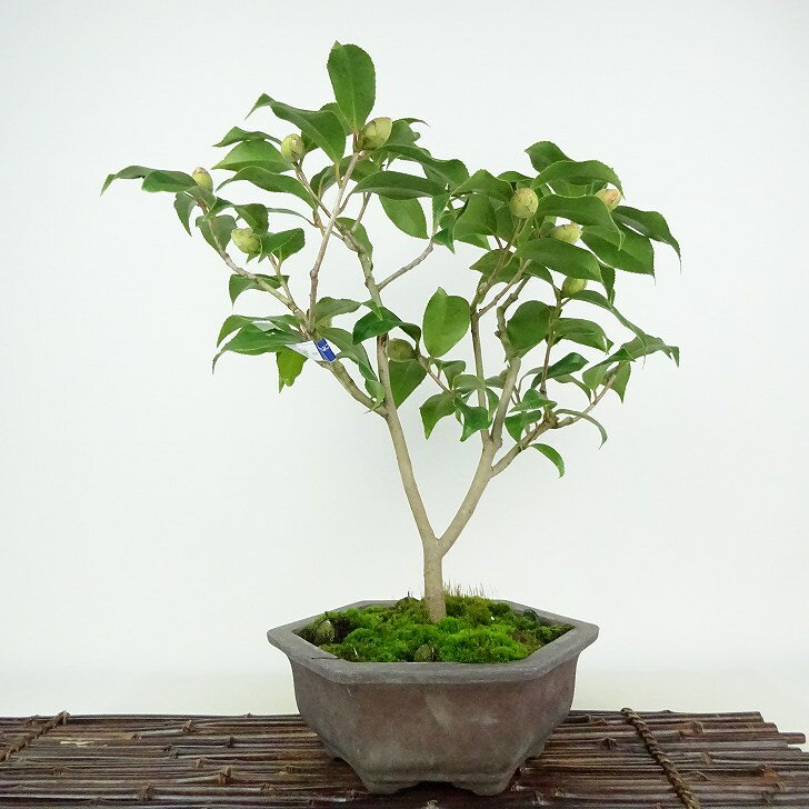 盆栽 椿 樹高 約40cm つばき Camellia japonica ツバキ ツバキ科 常緑樹 観賞用 現品 送料無料