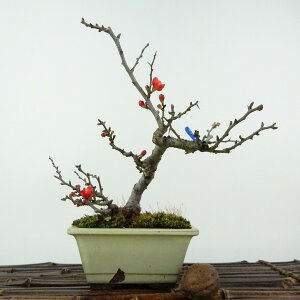 ߺ  Ĺ  17cm 礦Ф Chaenomeles japonica 'Chojubai' 祦Х Х ܥ° ռ Ѿ   ̵