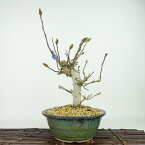 盆栽 姫こぶし 樹高 約28cm ひめこぶし Magnolia tomentosa ヒメコブシ 赤 モクレン科 モクレン属 落葉樹 観賞用 現品