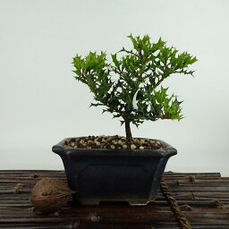 盆栽 姫柊 樹高 約10cm ひめひいらぎ Ilex dimorphophylla ヒメヒイラギ モチノキ科 モチノキ属 疼木 アマミヒイラギ 常緑樹 観賞用 小品 現品