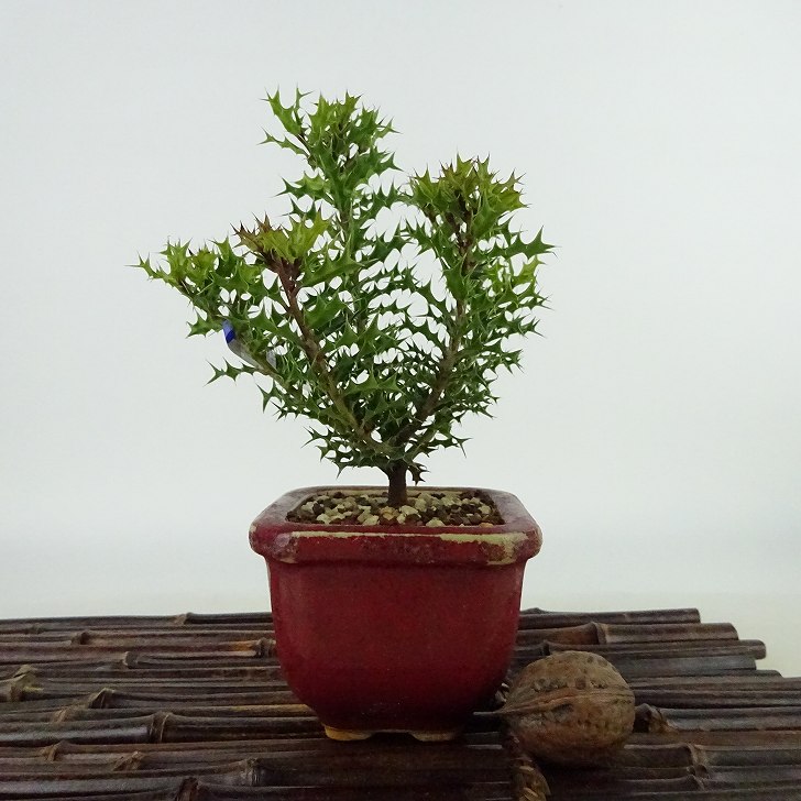 盆栽 姫柊 樹高 約13cm ひめひいらぎ Ilex dimorphophylla ヒメヒイラギ モチノキ科 モチノキ属 疼木 アマミヒイラギ 常緑樹 観賞用 小品 現品