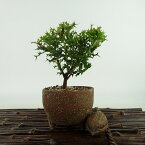 盆栽 姫柊 樹高 約9cm ひめひいらぎ Ilex dimorphophylla ヒメヒイラギ モチノキ科 モチノキ属 疼木 アマミヒイラギ 常緑樹 観賞用 小品 現品