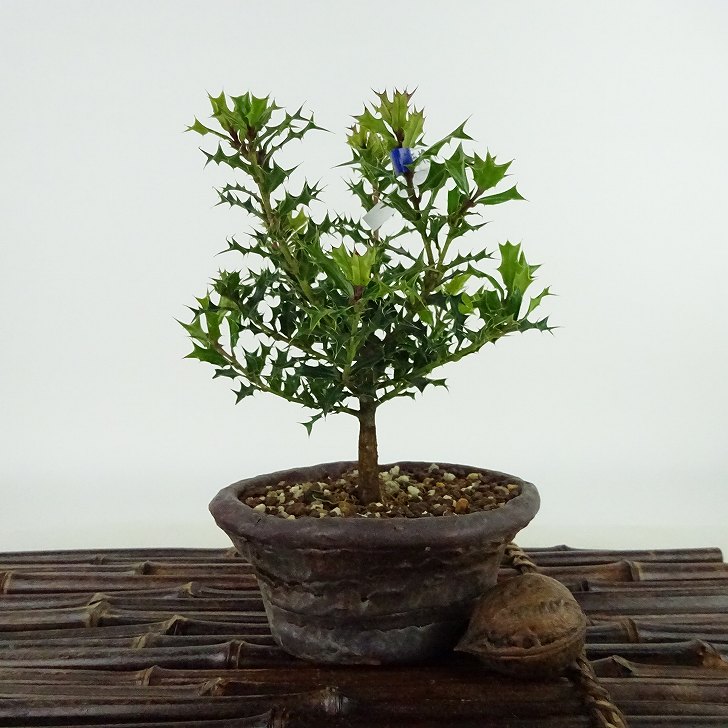 盆栽 姫柊 樹高 約12cm ひめひいらぎ Ilex dimorphophylla ヒメヒイラギ モチノキ科 モチノキ属 疼木 アマミヒイラギ 常緑樹 観賞用 小品 現品