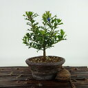 ~ PA  12cm Ђ߂Ђ炬 Ilex dimorphophylla qqCM `mL `mL u A}~qCM Ύ Ϗܗp i i