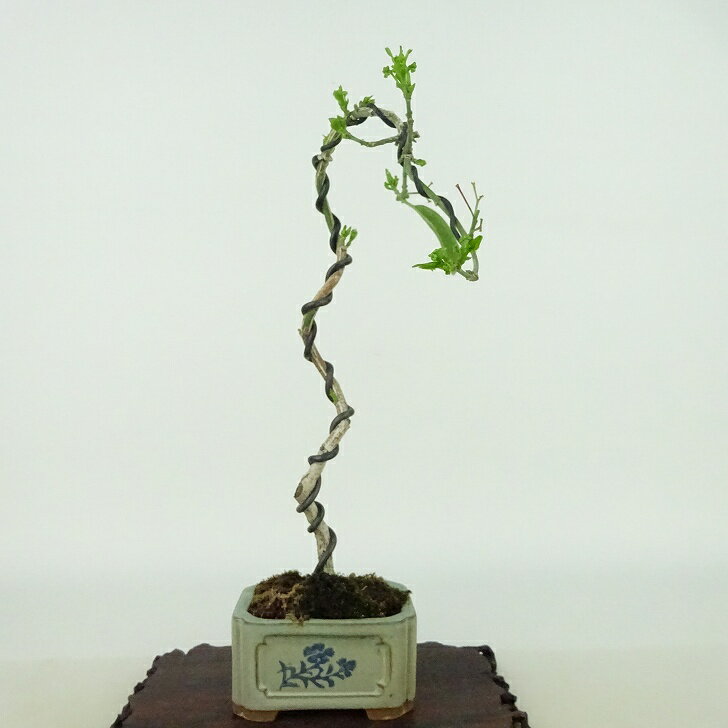 盆栽 真弓 樹高 約21cm まゆみ Euonymus sieboldianus マユミ ニシキギ科 落葉広葉樹 観賞用 現品