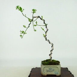 盆栽 真弓 樹高 約21cm まゆみ Euonymus sieboldianus マユミ ニシキギ科 落葉広葉樹 観賞用 現品