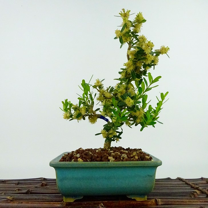 盆栽 台湾黄楊 樹高 約18cm たいわんつげ タイワンツゲ 柘植 ツゲ科 常緑樹 観賞用 小品 現品 送料無料