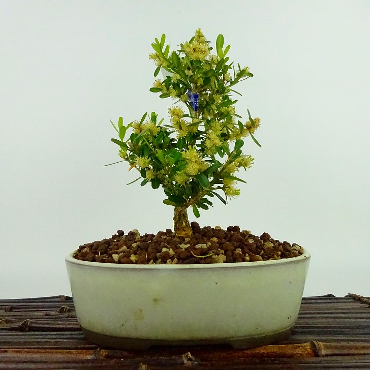 盆栽 台湾黄楊 樹高 約19cm たいわんつげ タイワンツゲ 柘植 ツゲ科 常緑樹 観賞用 小品 現品 送料無料