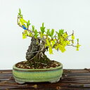 盆栽 連翹 樹高 約14cm れんぎょう Forsythia suspensa レンギョウ 石付き 花 モクセイ科 レンギョウ属 落葉樹 観賞用 小品 現品 送料無料