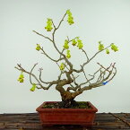 盆栽 土佐水木 樹高 約26cm とさみずき Corylopsis spicata トサミズキ マンサク科 落葉樹 観賞用 現品