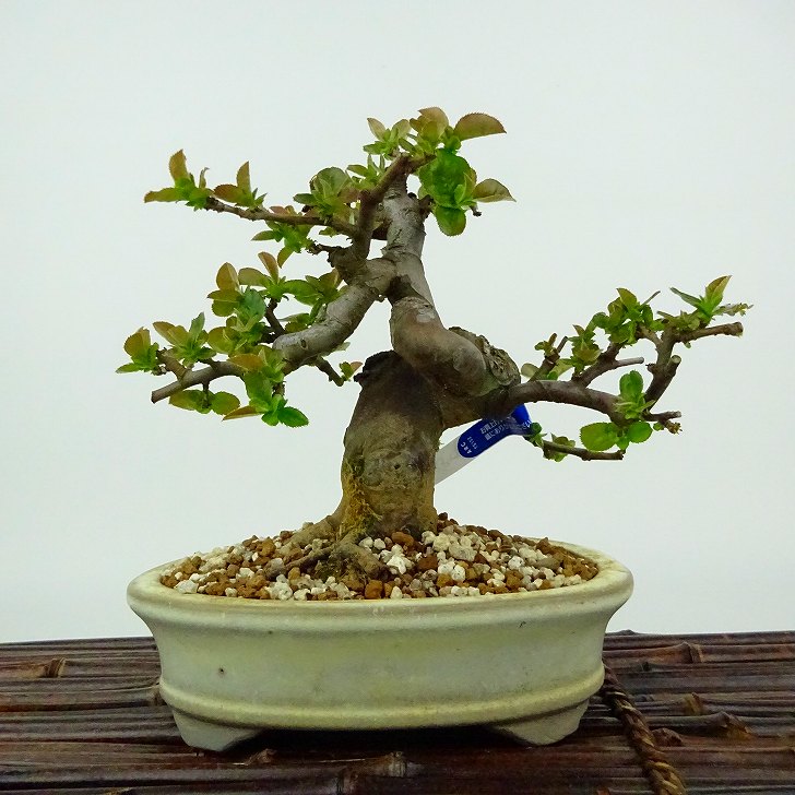 盆栽 花梨 樹高 約16cm かりん Pseudocydonia sinensis カリン バラ科 落葉樹 観賞用 小品 現品