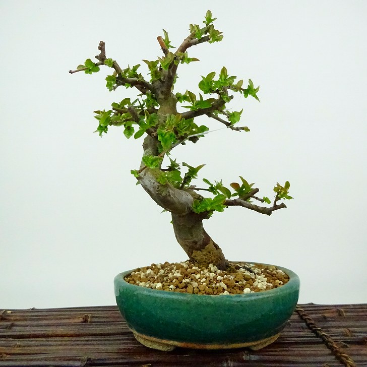 盆栽 花梨 樹高 約20cm かりん Pseudocydonia sinensis カリン バラ科 落葉樹 観賞用 小品 現品