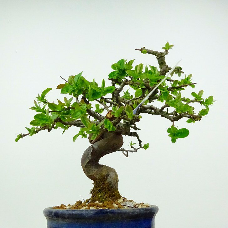 盆栽 花梨 樹高 約19cm かりん Pseudocydonia sinensis カリン バラ科 落葉樹 観賞用 小品 現品 2