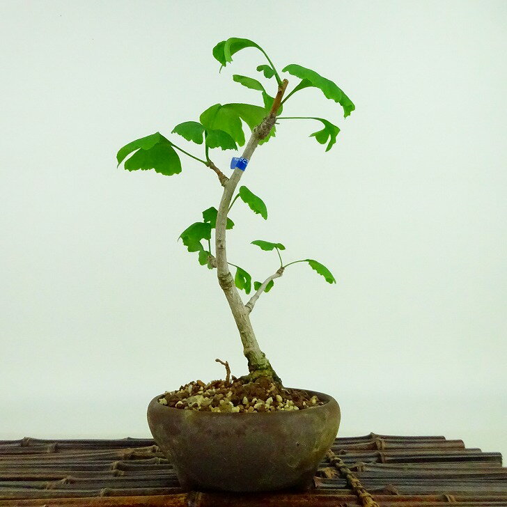 盆栽 銀杏 樹高 約20cm いちょう Ginkgo biloba イチョウ 紅葉 イチョウ科 落葉樹 観賞用 小品 現品