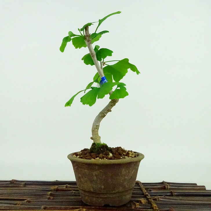 盆栽 銀杏 樹高 約17cm いちょう Ginkgo biloba イチョウ 紅葉 イチョウ科 落葉樹 観賞用 小品 現品