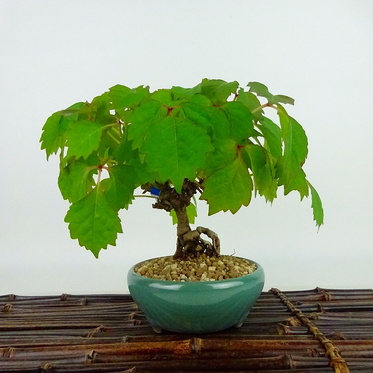 盆栽 蔦 樹高 約15cm つた Parthenocissus tricuspidata ツタ つる性 ブドウ科 ツタ属 落葉樹 庭木 観賞用 小品 現品 送料無料