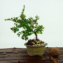 盆栽 紅紫檀 樹高 約15cm べにしたん Cotoroneaster horizantalis ベニシタン 実 バラ科 半常緑樹 観賞用 小品 現品
