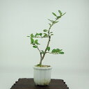 盆栽 梅 長寿梅 樹高 約15cm ちょうじゅばい Chaenomeles japonica 'Chojubai' チョウジュバイ 白 バラ科 ボケ属 落葉樹 ...