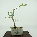 盆栽 梅 長寿梅 樹高 約18cm ちょうじゅばい Chaenomeles japonica 'Chojubai' チョウジュバイ 白 バラ科 ボケ属 落葉樹 ...
