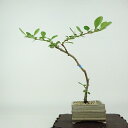 盆栽 梅 長寿梅 樹高 約18cm ちょうじゅばい Chaenomeles japonica 'Chojubai' チョウジュバイ 白 バラ科 ボケ属 落葉樹 ...