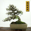 盆栽 寒茱萸 樹高 約24cm かんぐみ 高級盆栽 Elaeagnus カングミ ミ科 常緑樹 観賞用 現品