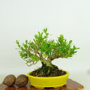 盆栽 台湾黄楊 樹高 約11cm たいわんつげ タイワンツゲ 柘植 ツゲ科 常緑樹 観賞用 小品 現品