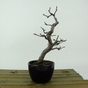 盆栽 花梨 樹高 約15cm かりん Pseudocydonia sinensis カリン 実生 バラ科 落葉樹 観賞用 小品 現品 送料無料