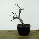 盆栽 花梨 樹高 約13cm かりん Pseudocydonia sinensis カリン 実生 バラ科 落葉樹 観賞用 小品 現品 送料無料