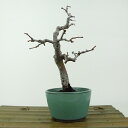 盆栽 花梨 樹高 約18cm かりん Pseudocydonia sinensis カリン 実生 バラ科 落葉樹 観賞用 小品 現品 送料無料