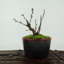 盆栽 桜 御殿場 樹高 約10cm さくら サクラ バラ科 落葉樹 観賞用 小品 現品 送料無料