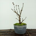 盆栽 桜 御殿場 樹高 約17cm さくら サクラ バラ科 落葉樹 観賞用 小品 現品 送料無料