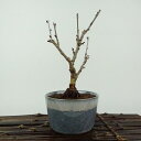 盆栽 桜 御殿場 樹高 約15cm さくら サクラ バラ科 落葉樹 観賞用 小品 現品 送料無料