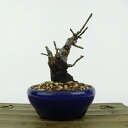 盆栽 梅 野梅 樹高 約10cm うめ Prunus mume ウメ 花梅 白 一重 ヤバイ ノウメ シャリ バラ科 落葉樹 観賞用 小品 現品 送料無料