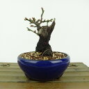 盆栽 梅 野梅 樹高 約10cm うめ Prunus mume ウメ 花梅 白 一重 ヤバイ ノウメ シャリ バラ科 落葉樹 観賞用 小品 現品 送料無料