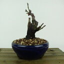 盆栽 梅 野梅 樹高 約11cm うめ Prunus mume ウメ 花梅 白 一重 ヤバイ ノウメ シャリ バラ科 落葉樹 観賞用 小品 現品 送料無料