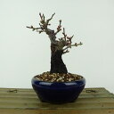 盆栽 梅 野梅 樹高 約14cm うめ Prunus mume ウメ 花梅 白 一重 ヤバイ ノウメ バラ科 落葉樹 観賞用 小品 現品 送料無料